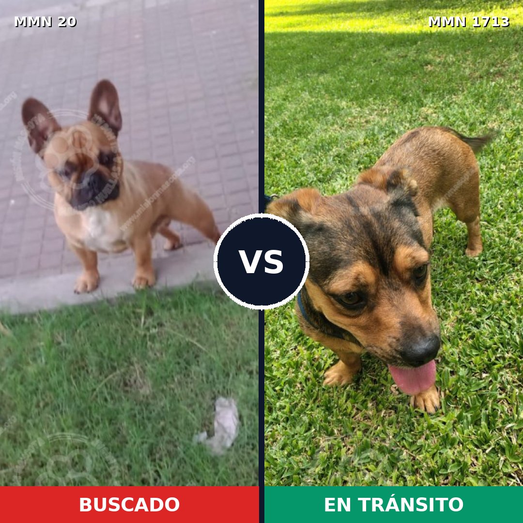 Comparativa MMS 37717: mascota perdida y mascota encontrada, 44% de similitud