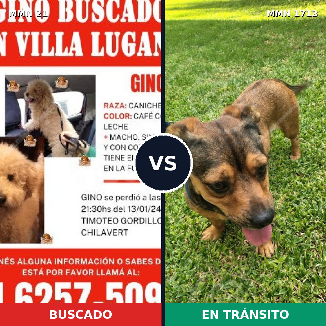 Comparativa MMS 37718: mascota perdida y mascota encontrada, 45% de similitud