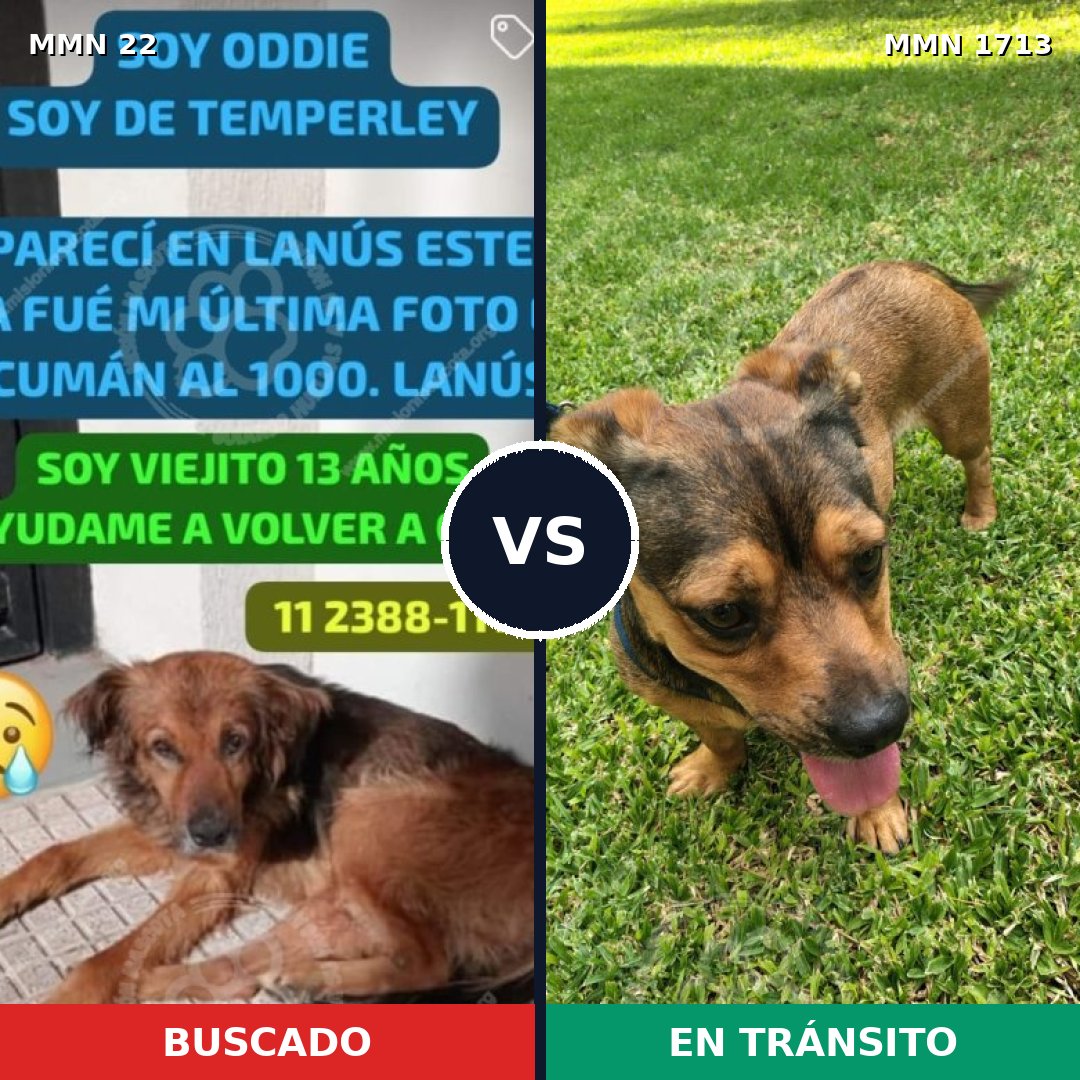 Comparativa MMS 37719: mascota perdida y mascota encontrada, 54% de similitud