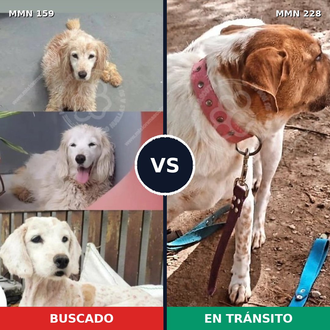 Comparativa MMS 3772: mascota perdida y mascota encontrada, 10% de similitud
