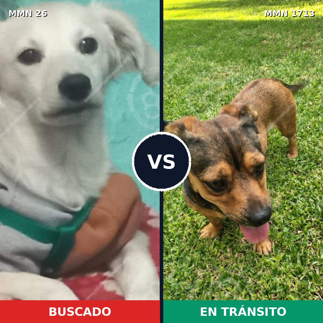Comparativa MMS 37720: mascota perdida y mascota encontrada, 61% de similitud