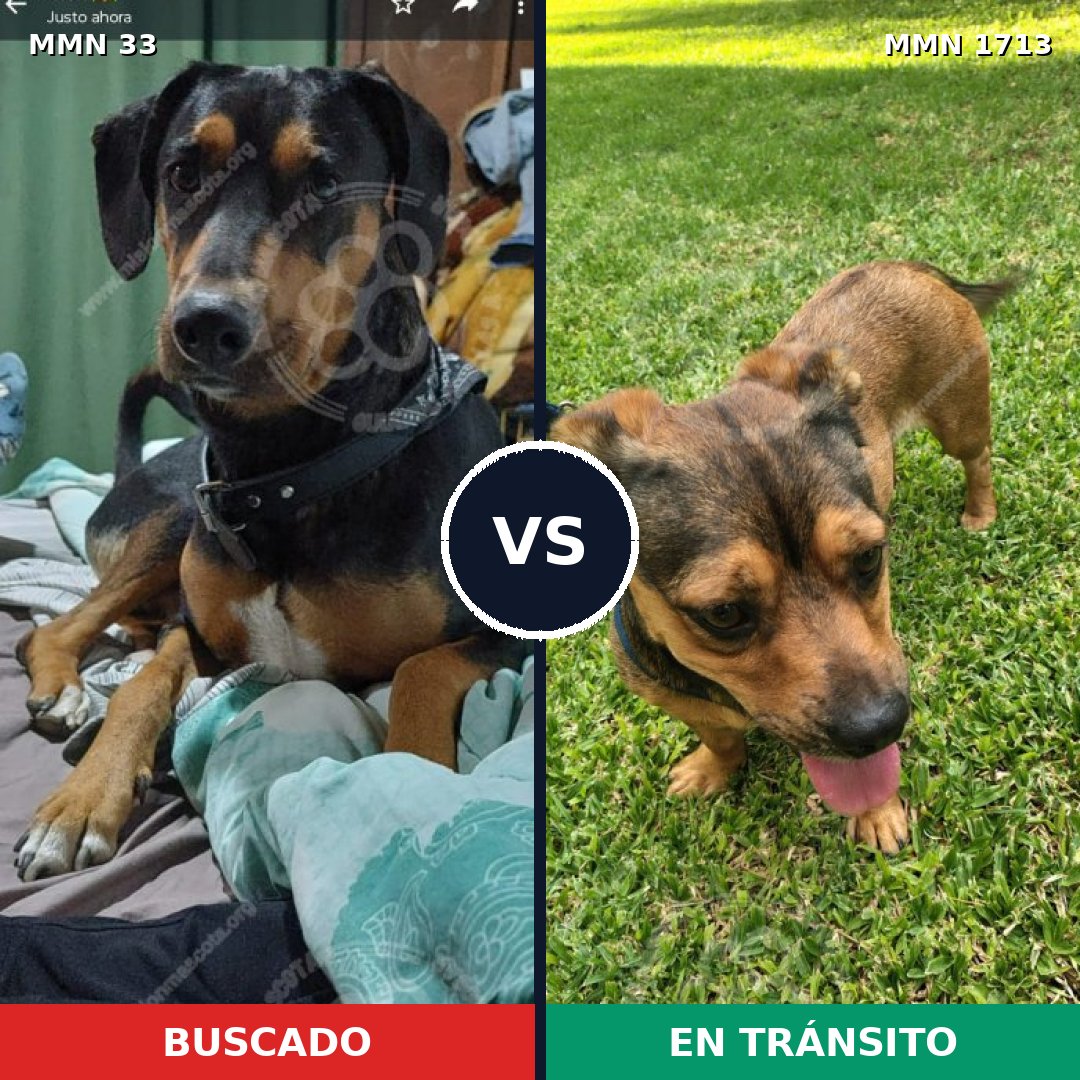 Comparativa MMS 37721: mascota perdida y mascota encontrada, 49% de similitud