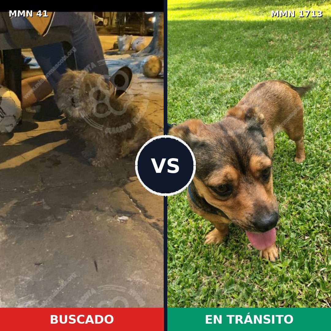 Comparativa MMS 37722: mascota perdida y mascota encontrada, 61% de similitud