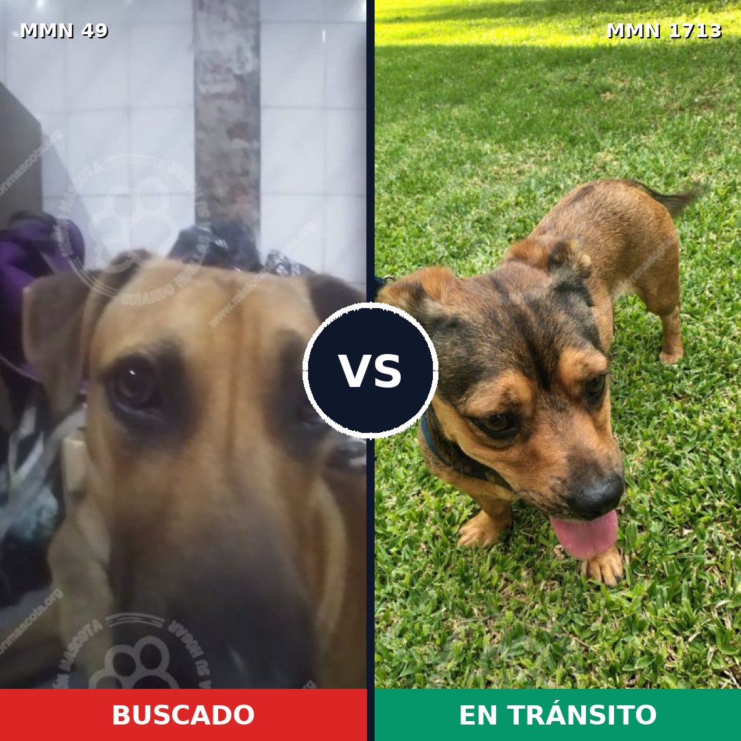 Comparativa MMS 37723: mascota perdida y mascota encontrada, 54% de similitud