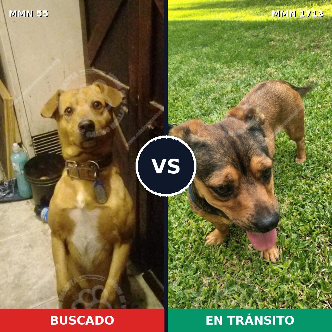 Comparativa MMS 37724: mascota perdida y mascota encontrada, 51% de similitud