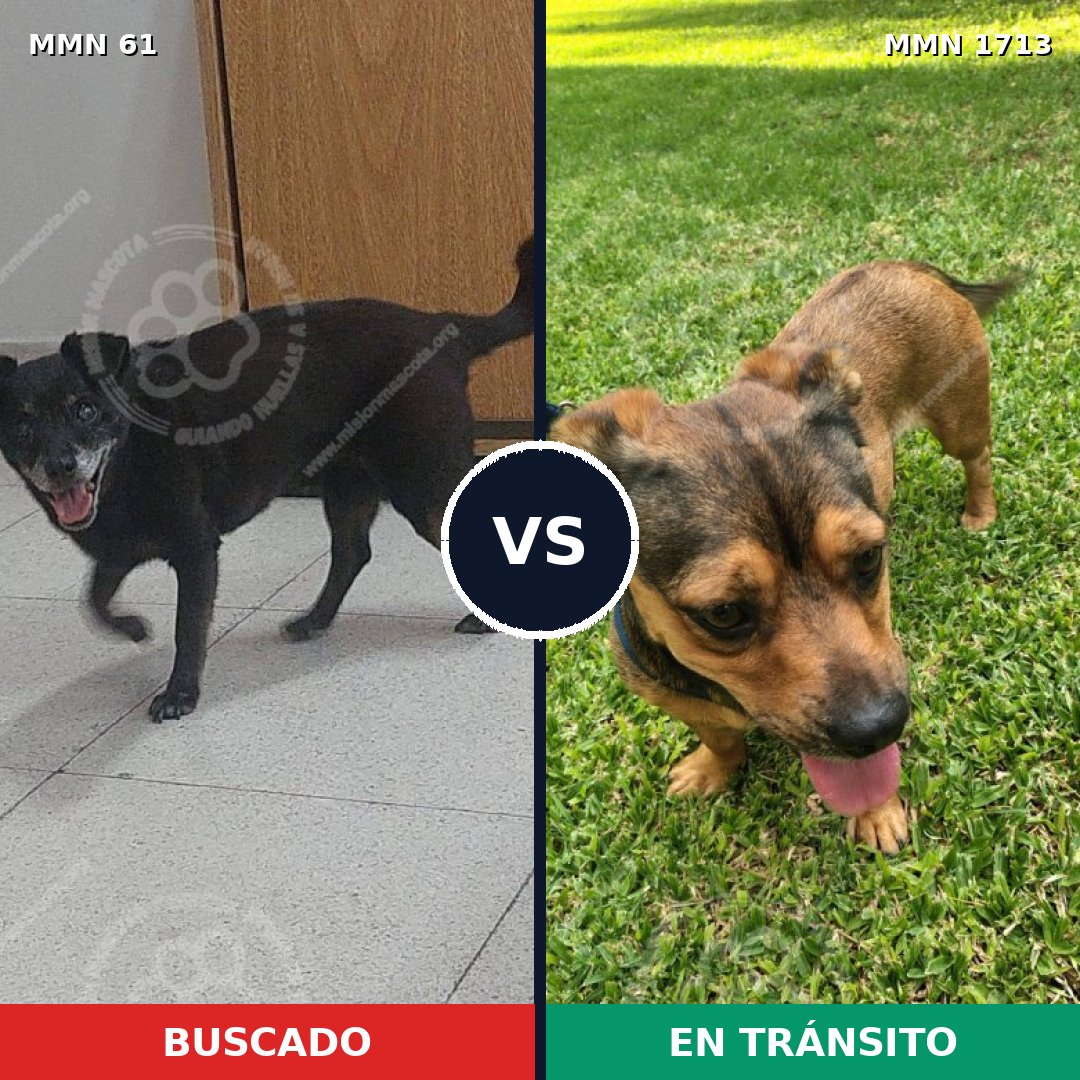 Comparativa MMS 37725: mascota perdida y mascota encontrada, 54% de similitud