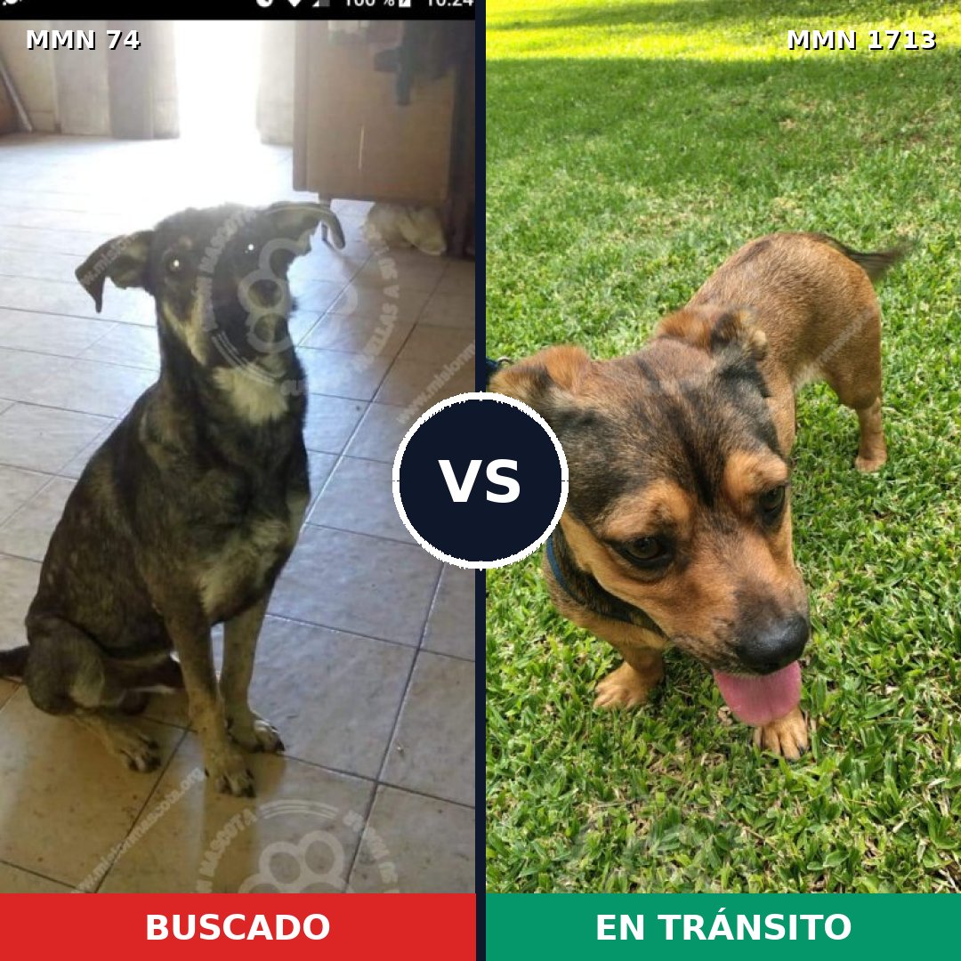 Comparativa MMS 37726: mascota perdida y mascota encontrada, 44% de similitud