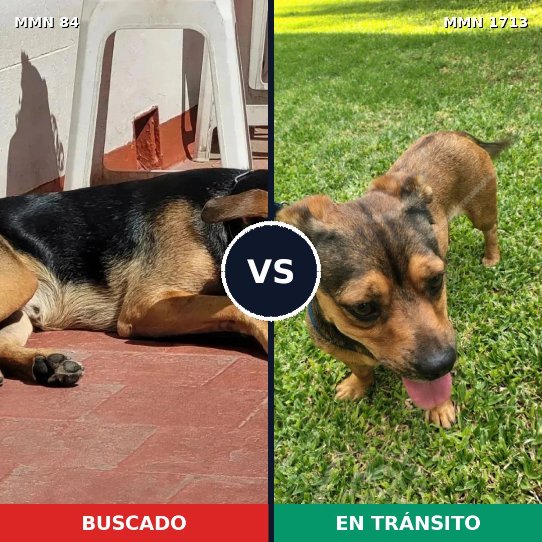 Comparativa MMS 37727: mascota perdida y mascota encontrada, 47% de similitud