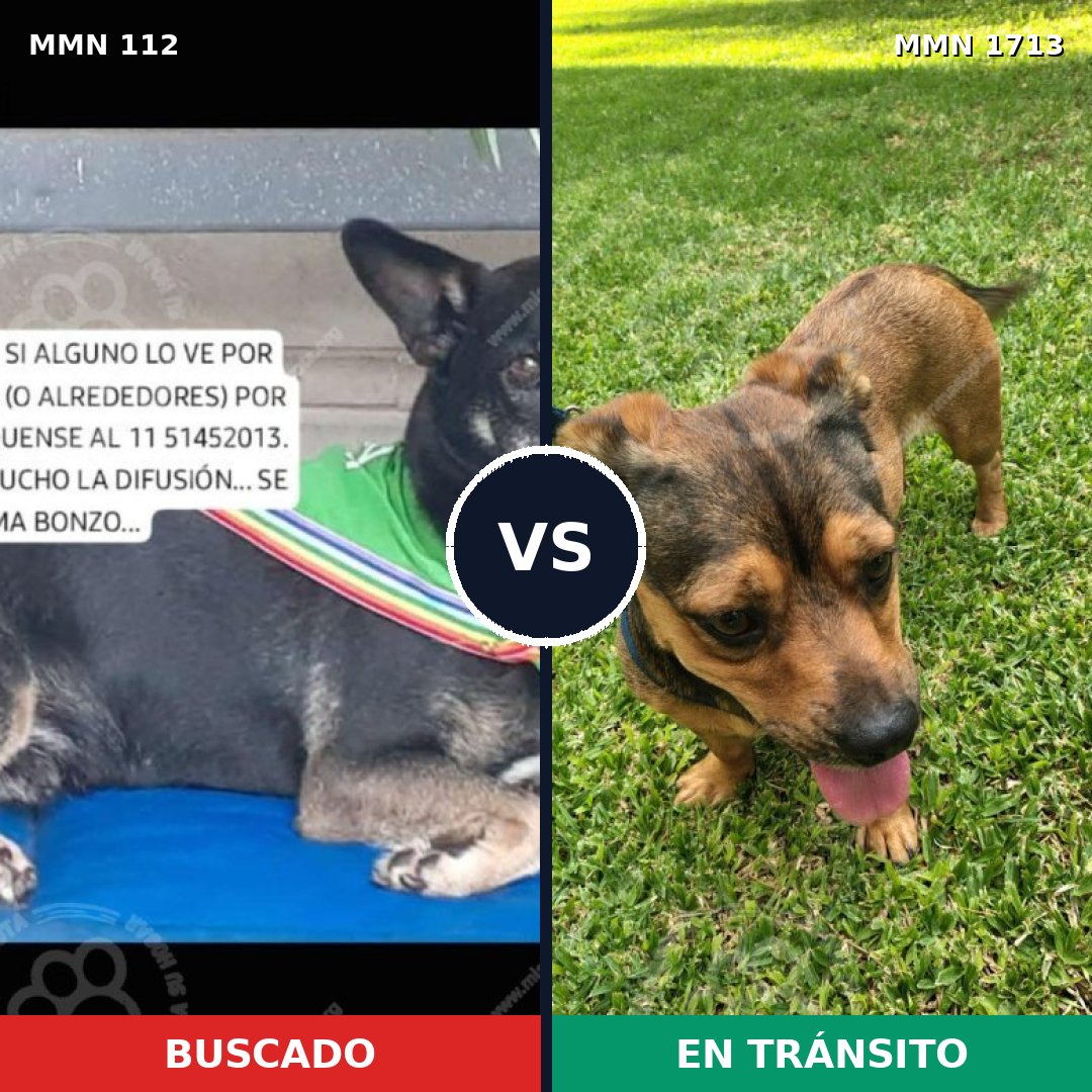 Comparativa MMS 37728: mascota perdida y mascota encontrada, 53% de similitud