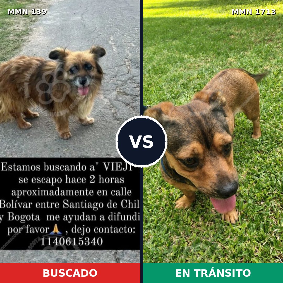 Comparativa MMS 37729: mascota perdida y mascota encontrada, 63% de similitud