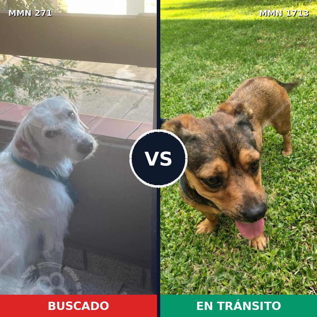 Comparativa MMS 37732: mascota perdida y mascota encontrada, 51% de similitud