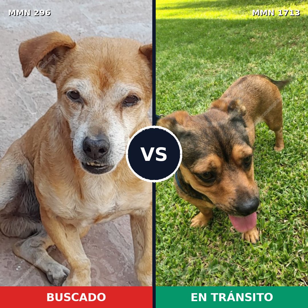 Comparativa MMS 37733: mascota perdida y mascota encontrada, 50% de similitud