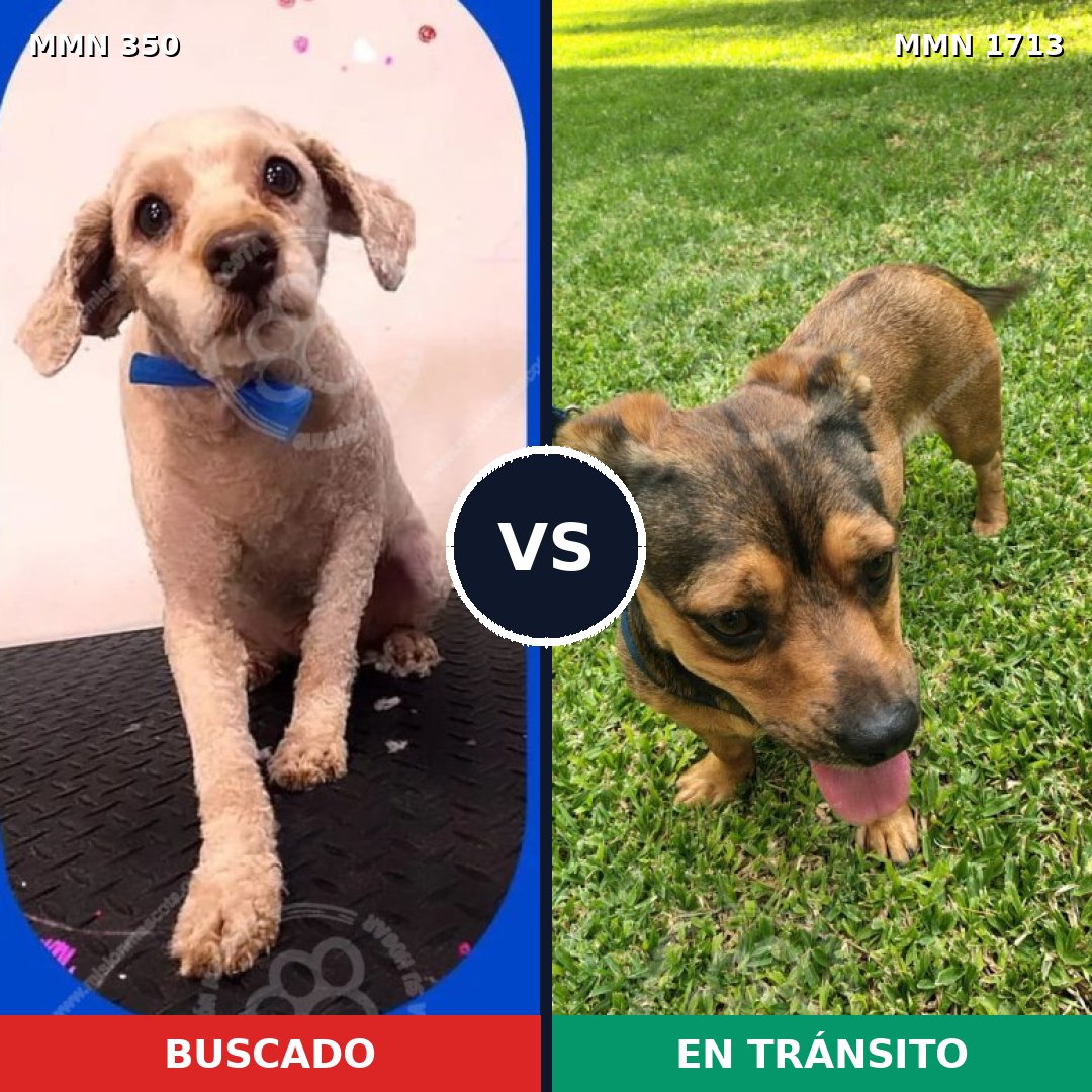 Comparativa MMS 37734: mascota perdida y mascota encontrada, 39% de similitud