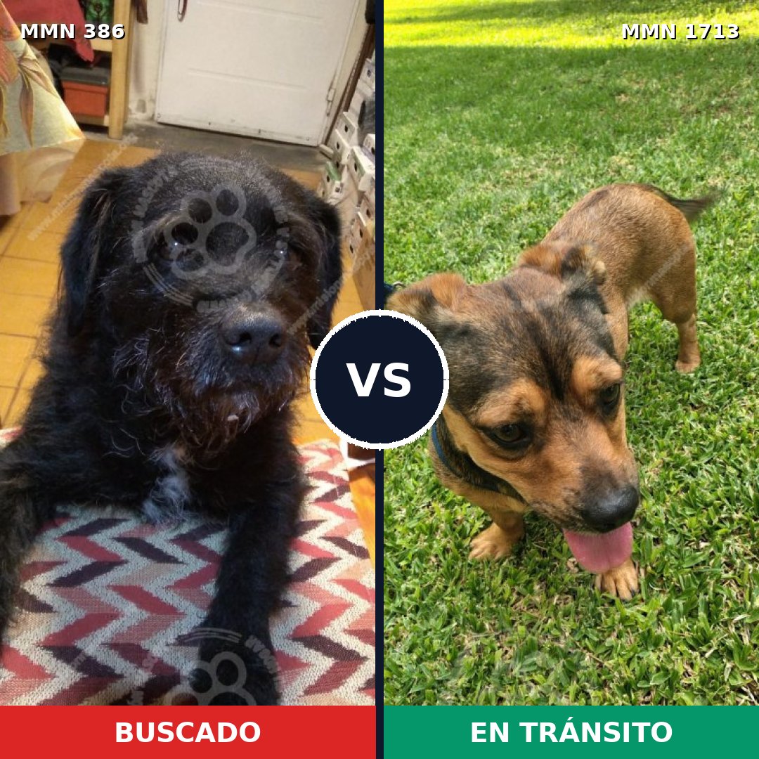 Comparativa MMS 37735: mascota perdida y mascota encontrada, 60% de similitud