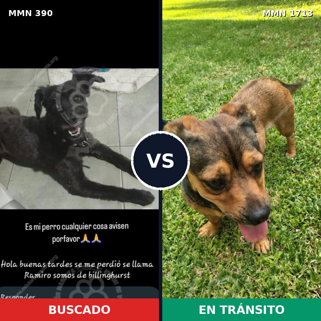 Comparativa MMS 37736: mascota perdida y mascota encontrada, 47% de similitud
