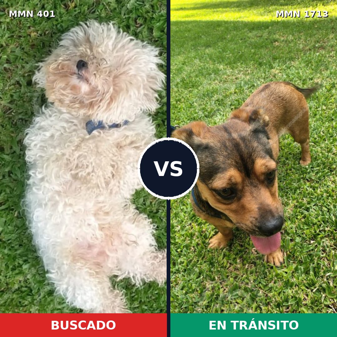 Comparativa MMS 37737: mascota perdida y mascota encontrada, 29% de similitud