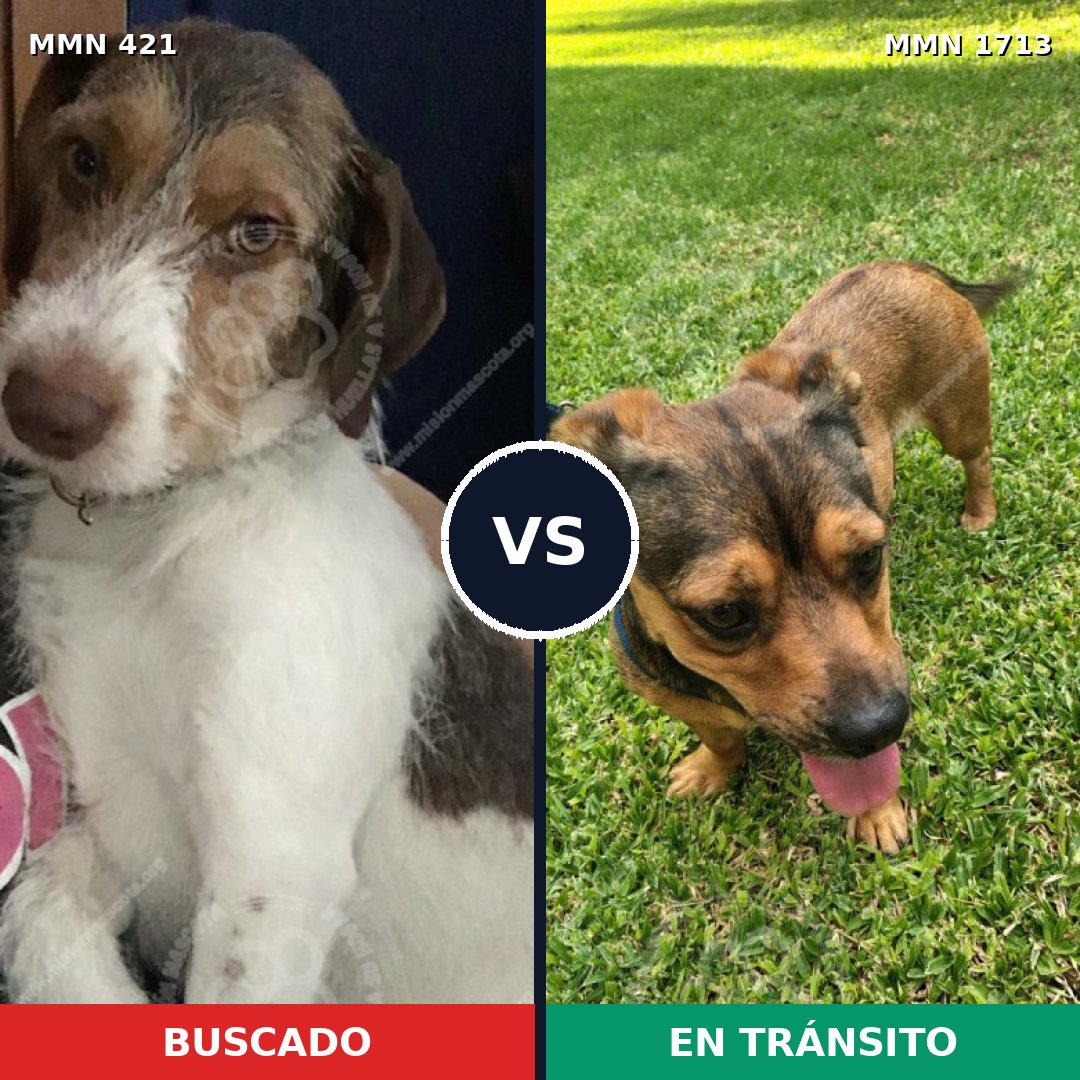 Comparativa MMS 37738: mascota perdida y mascota encontrada, 58% de similitud