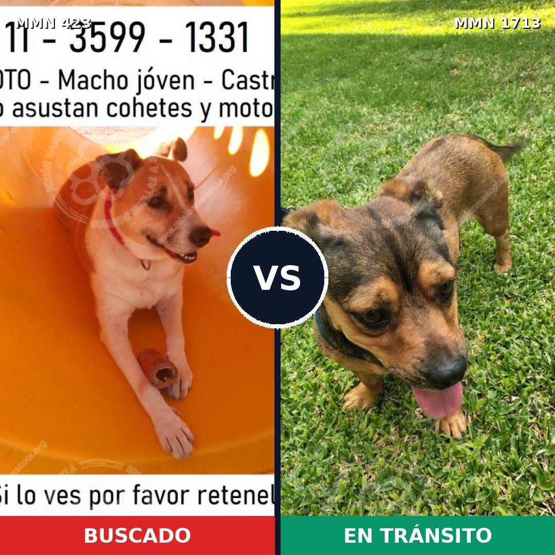 Comparativa MMS 37739: mascota perdida y mascota encontrada, 56% de similitud