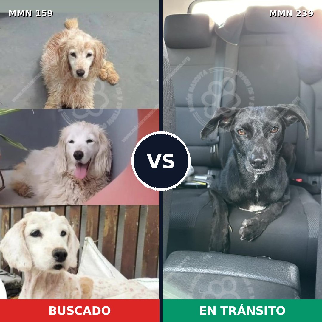 Comparativa MMS 3774: mascota perdida y mascota encontrada, 43% de similitud