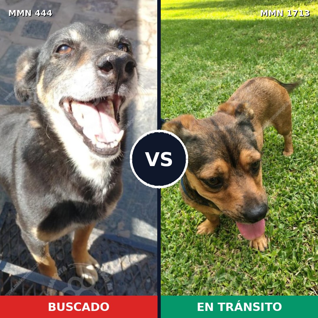 Comparativa MMS 37741: mascota perdida y mascota encontrada, 47% de similitud