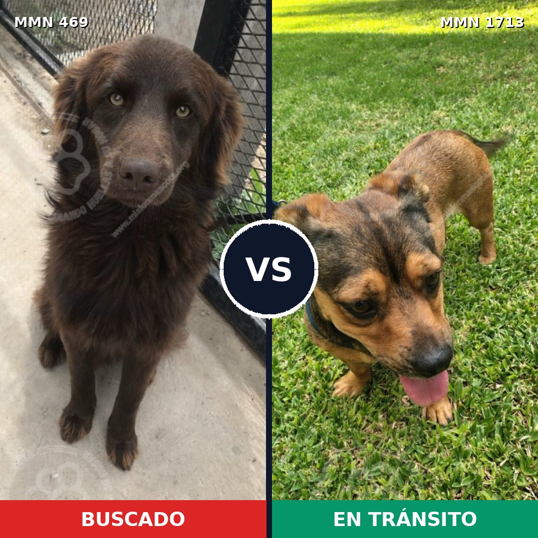 Comparativa MMS 37743: mascota perdida y mascota encontrada, 54% de similitud