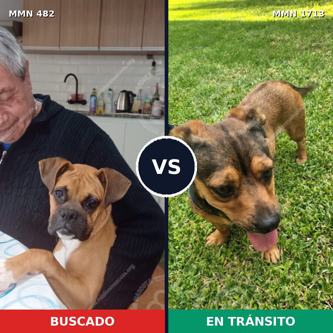 Comparativa MMS 37745: mascota perdida y mascota encontrada, 31% de similitud