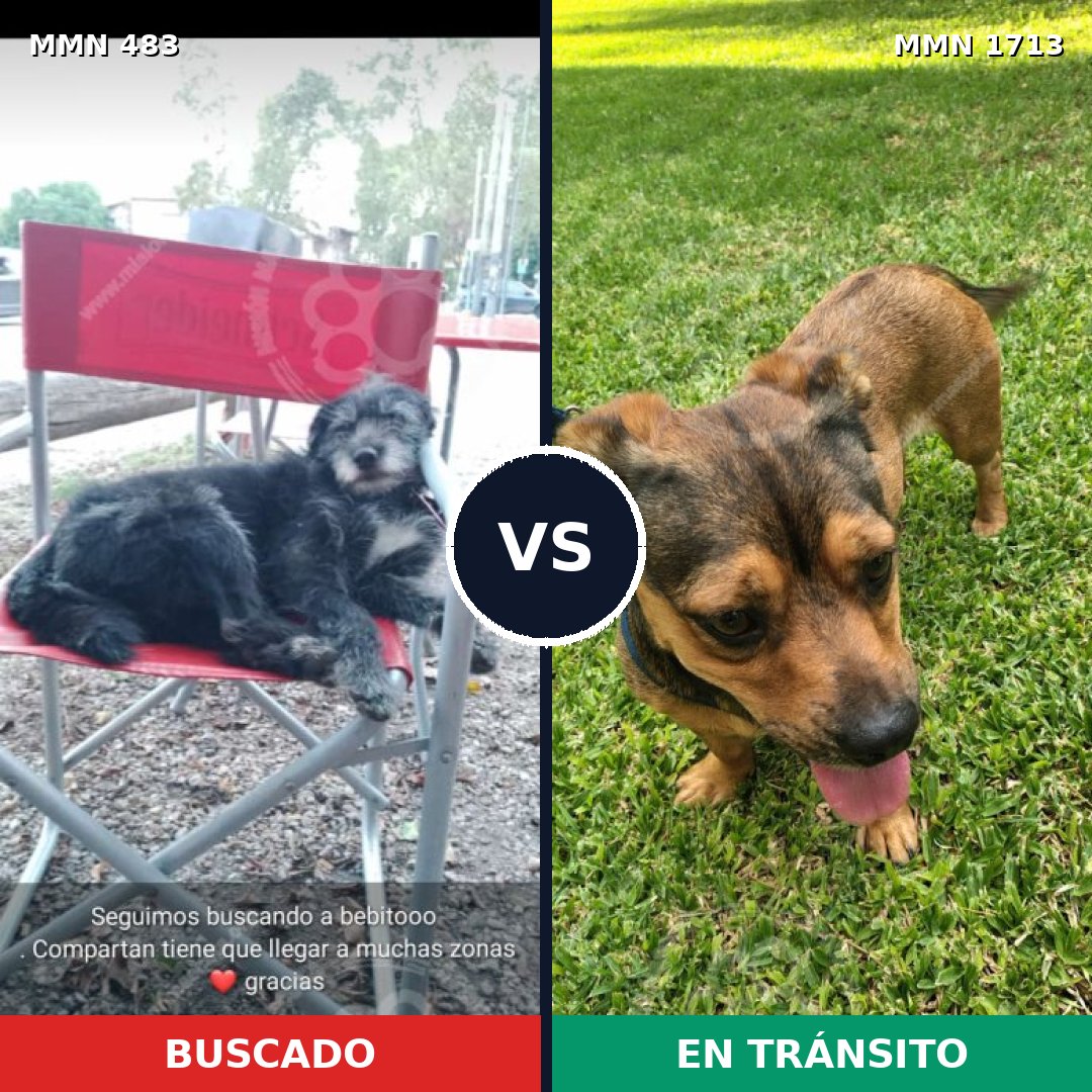 Comparativa MMS 37746: mascota perdida y mascota encontrada, 59% de similitud