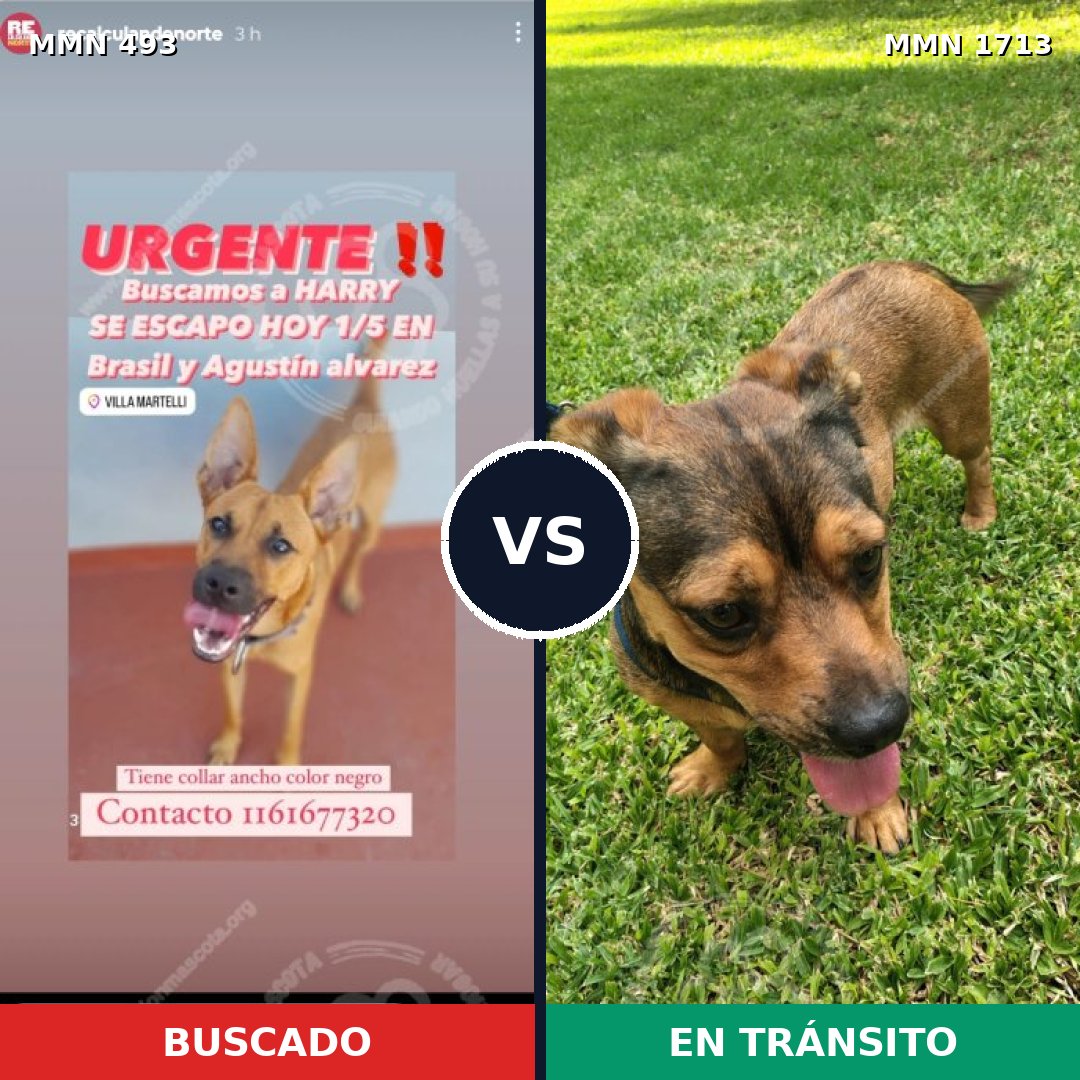 Comparativa MMS 37747: mascota perdida y mascota encontrada, 58% de similitud