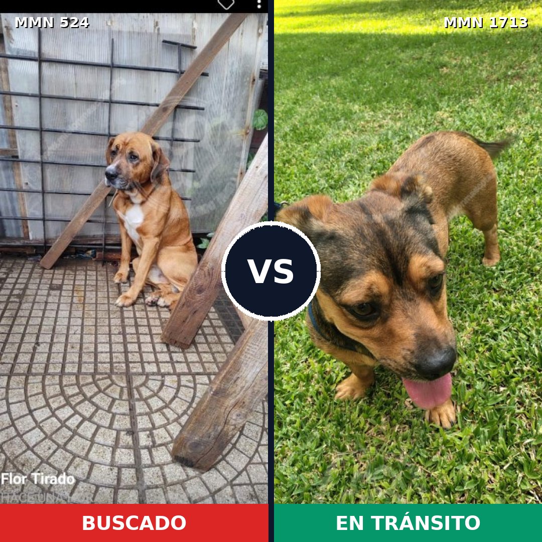 Comparativa MMS 37748: mascota perdida y mascota encontrada, 60% de similitud