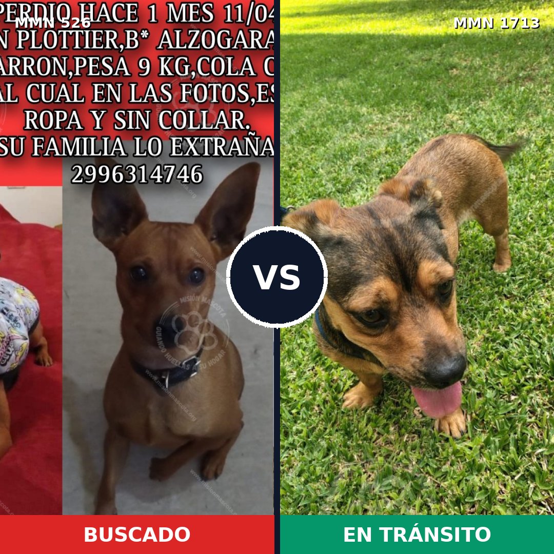 Comparativa MMS 37749: mascota perdida y mascota encontrada, 52% de similitud
