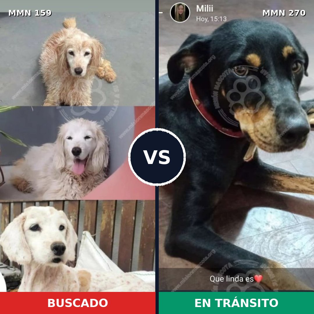 Comparativa MMS 3775: mascota perdida y mascota encontrada, 70% de similitud