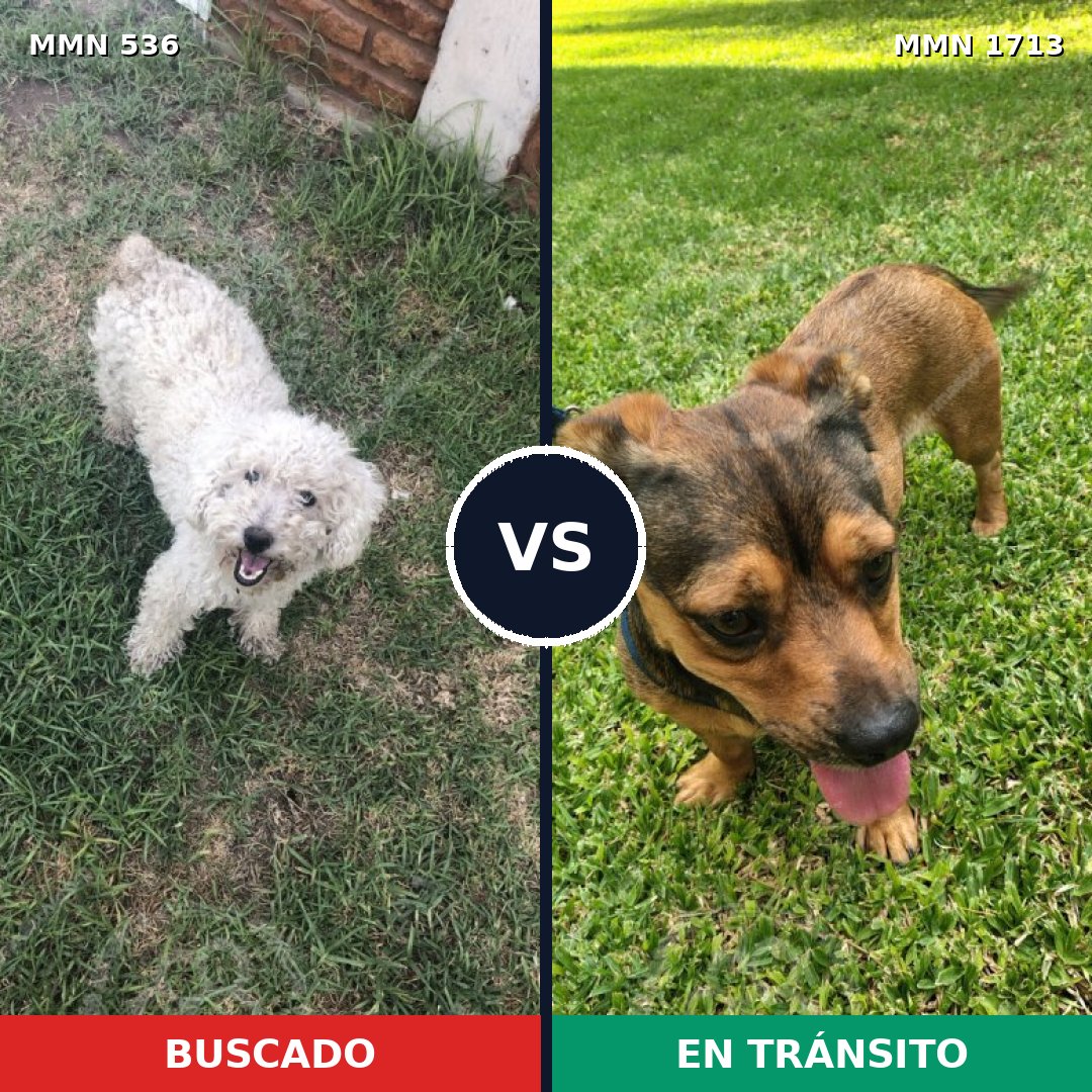 Comparativa MMS 37750: mascota perdida y mascota encontrada, 49% de similitud