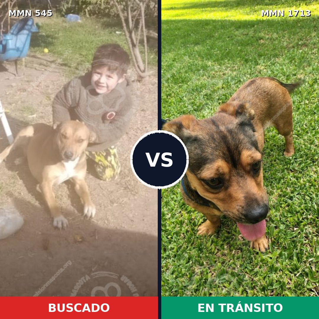 Comparativa MMS 37751: mascota perdida y mascota encontrada, 44% de similitud