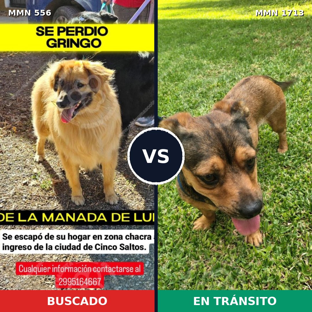 Comparativa MMS 37753: mascota perdida y mascota encontrada, 47% de similitud