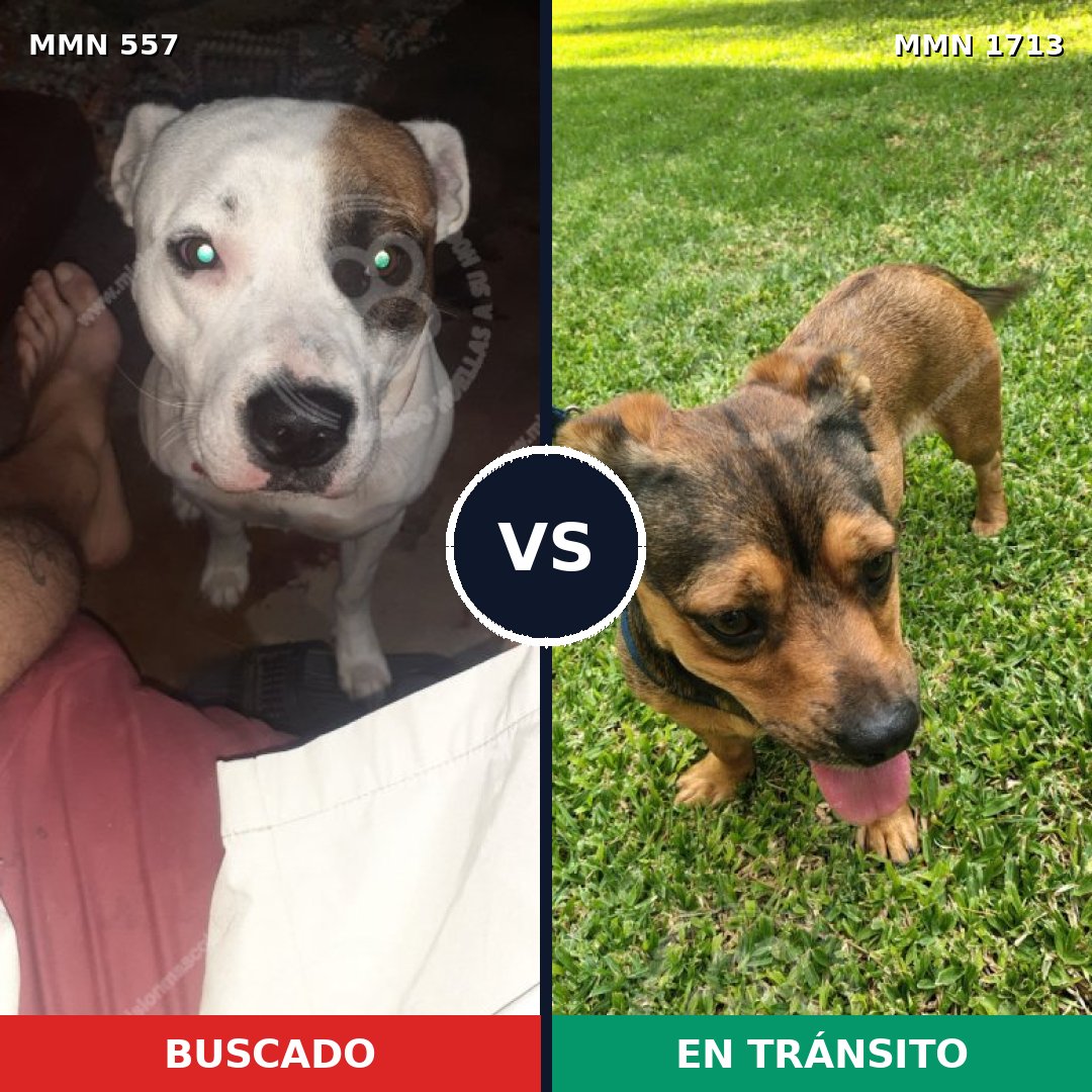 Comparativa MMS 37754: mascota perdida y mascota encontrada, 45% de similitud