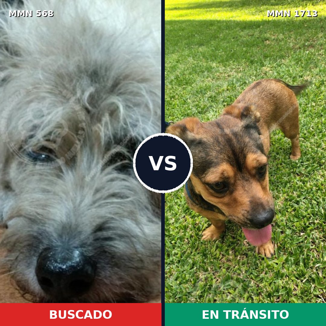 Comparativa MMS 37755: mascota perdida y mascota encontrada, 53% de similitud
