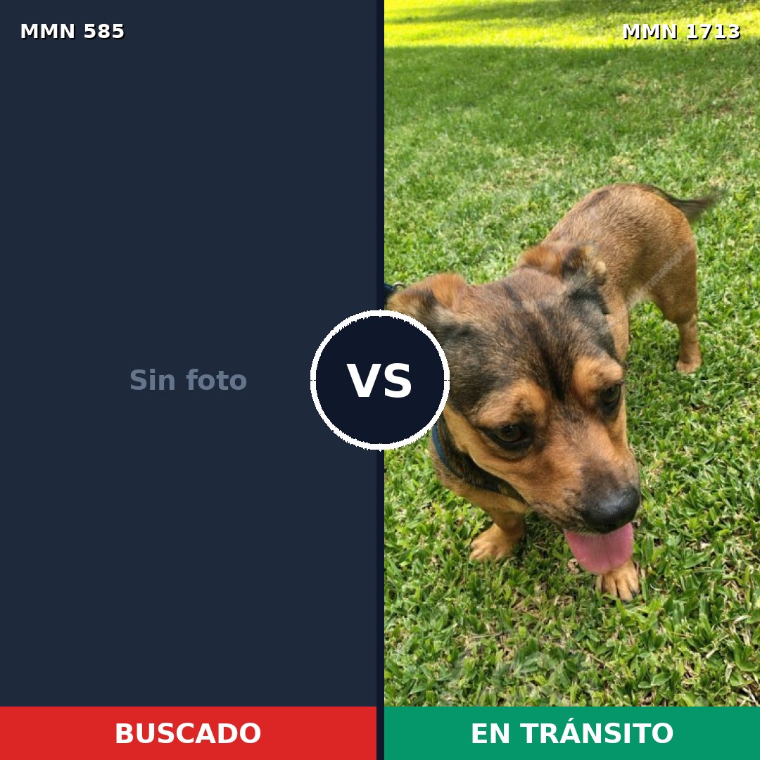 Comparativa MMS 37756: mascota perdida y mascota encontrada, 30% de similitud