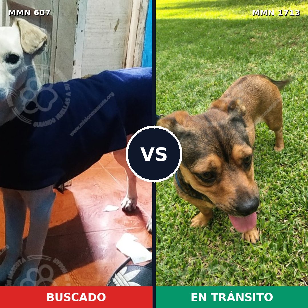 Comparativa MMS 37758: mascota perdida y mascota encontrada, 66% de similitud