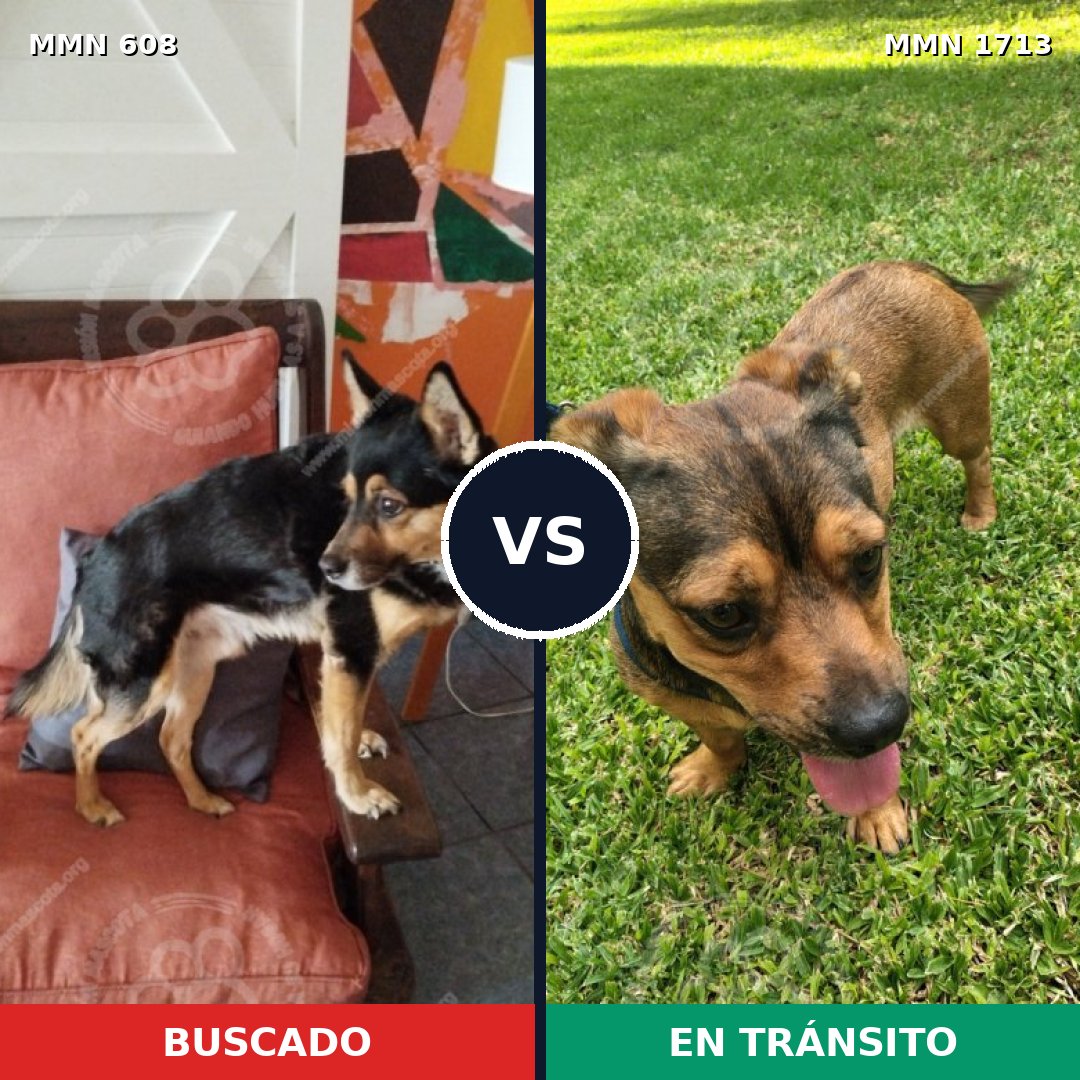 Comparativa MMS 37759: mascota perdida y mascota encontrada, 59% de similitud