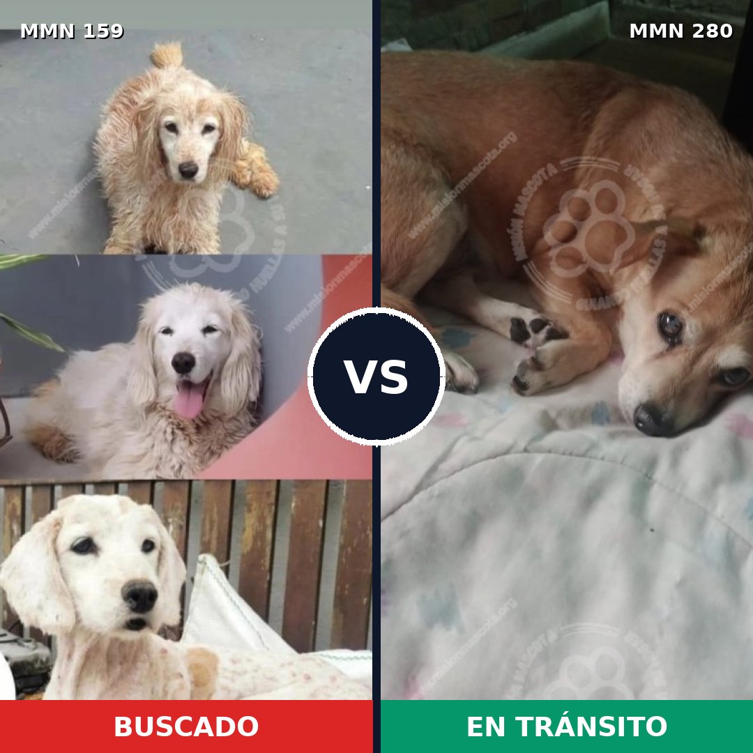 Comparativa MMS 3776: mascota perdida y mascota encontrada, 6% de similitud
