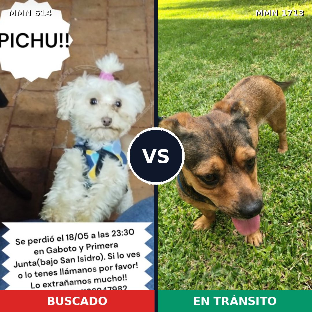 Comparativa MMS 37760: mascota perdida y mascota encontrada, 40% de similitud