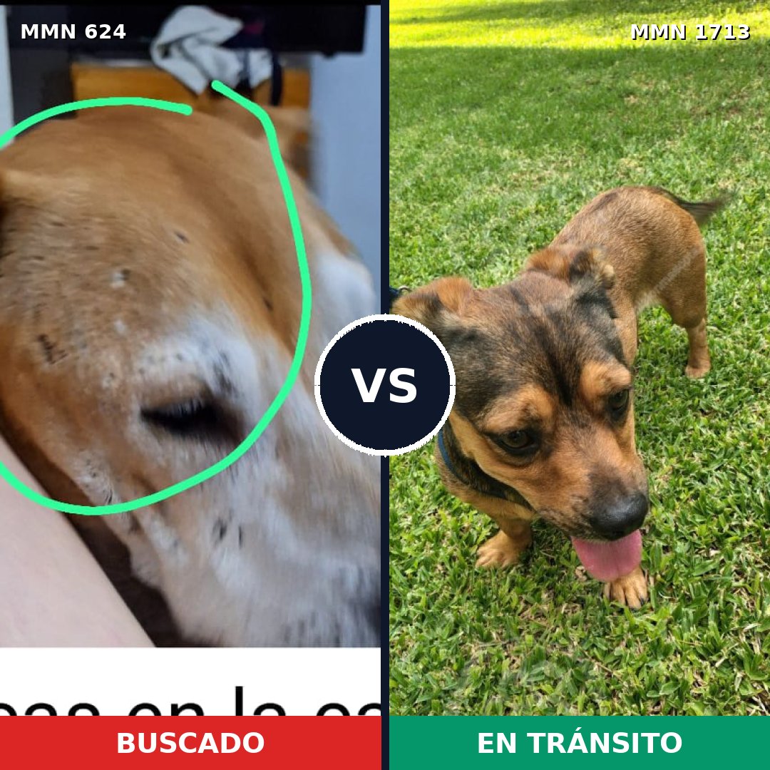 Comparativa MMS 37761: mascota perdida y mascota encontrada, 23% de similitud