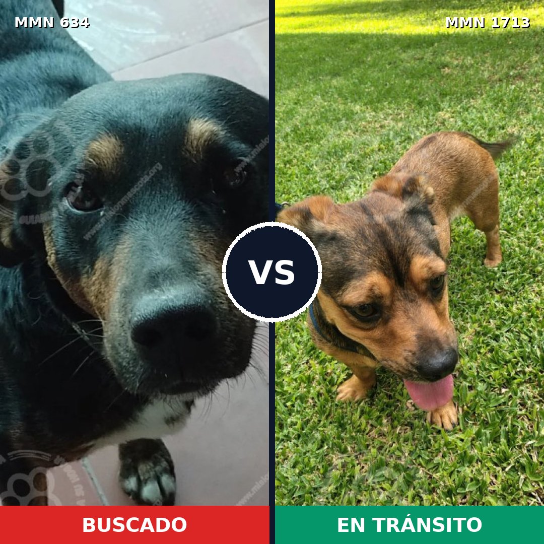 Comparativa MMS 37762: mascota perdida y mascota encontrada, 57% de similitud