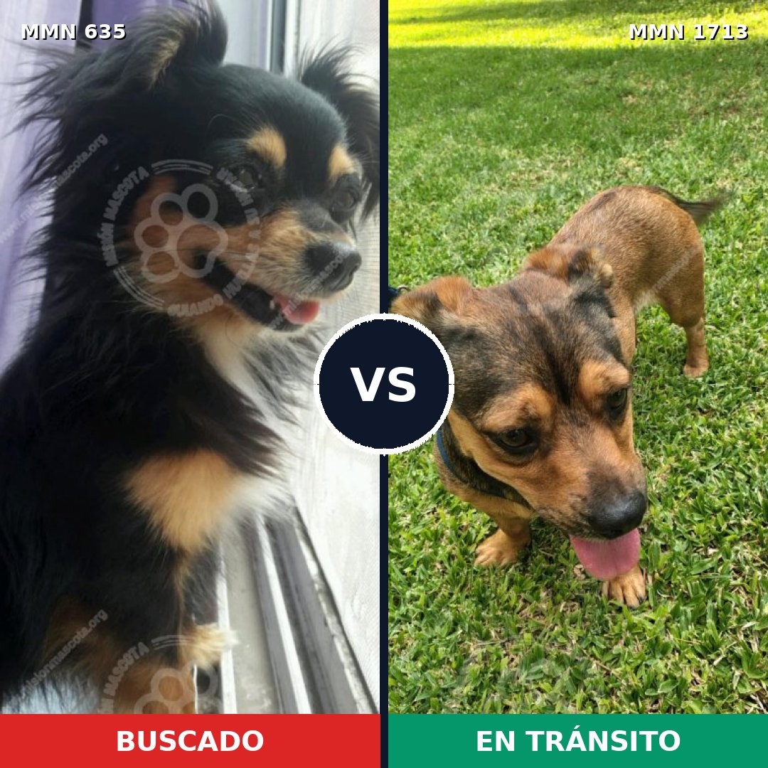 Comparativa MMS 37763: mascota perdida y mascota encontrada, 38% de similitud