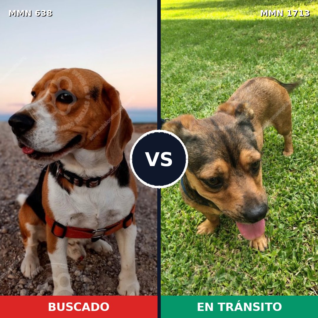 Comparativa MMS 37764: mascota perdida y mascota encontrada, 38% de similitud