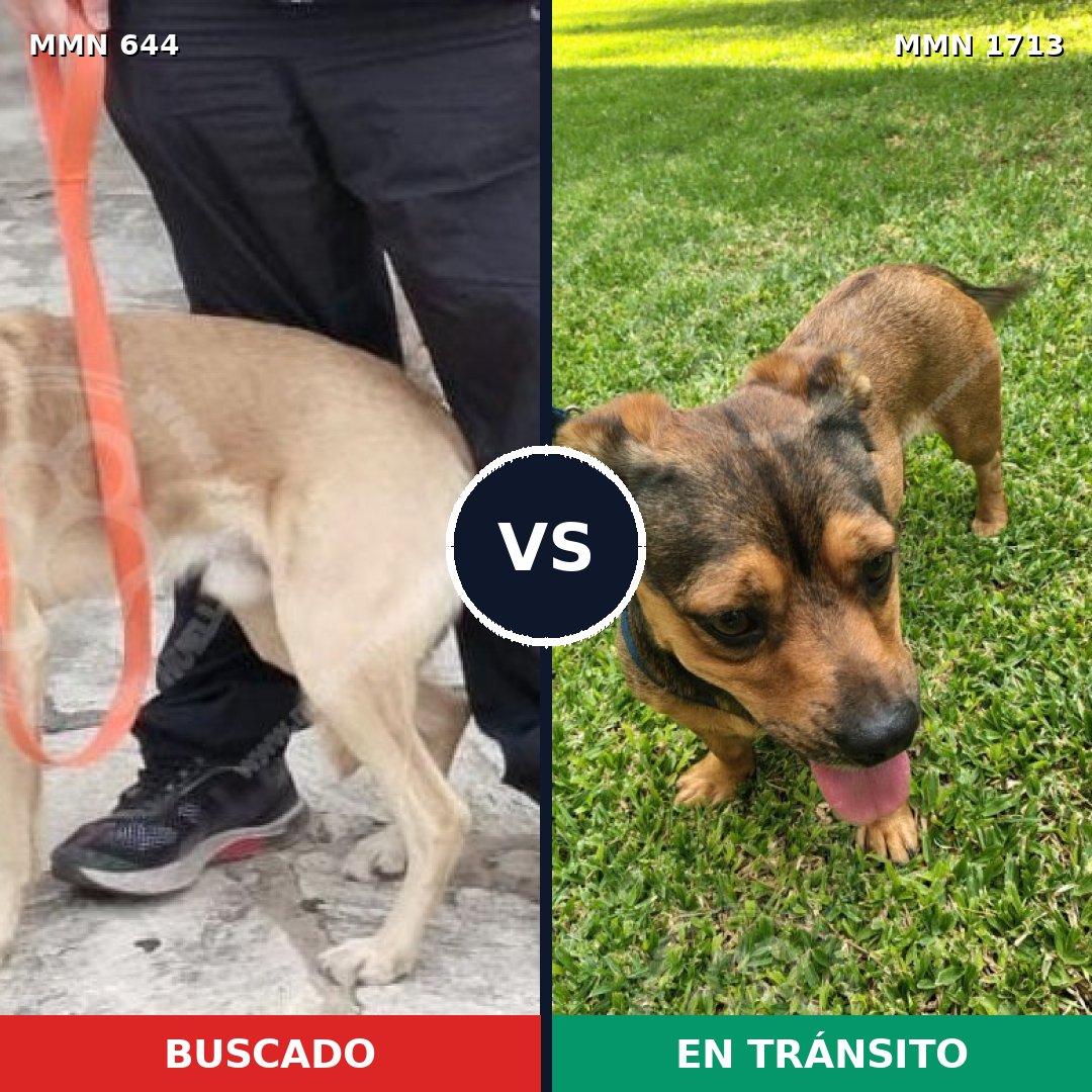 Comparativa MMS 37765: mascota perdida y mascota encontrada, 64% de similitud