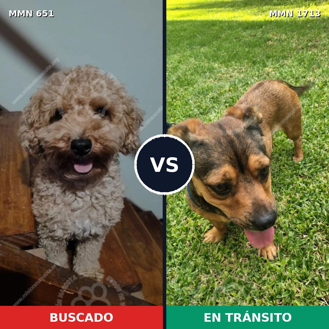 Comparativa MMS 37766: mascota perdida y mascota encontrada, 30% de similitud
