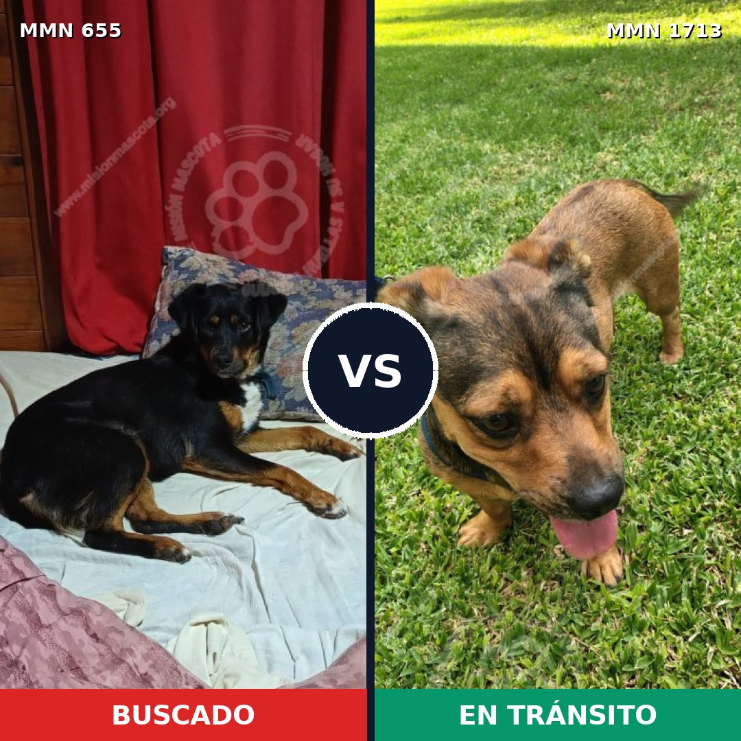 Comparativa MMS 37768: mascota perdida y mascota encontrada, 50% de similitud