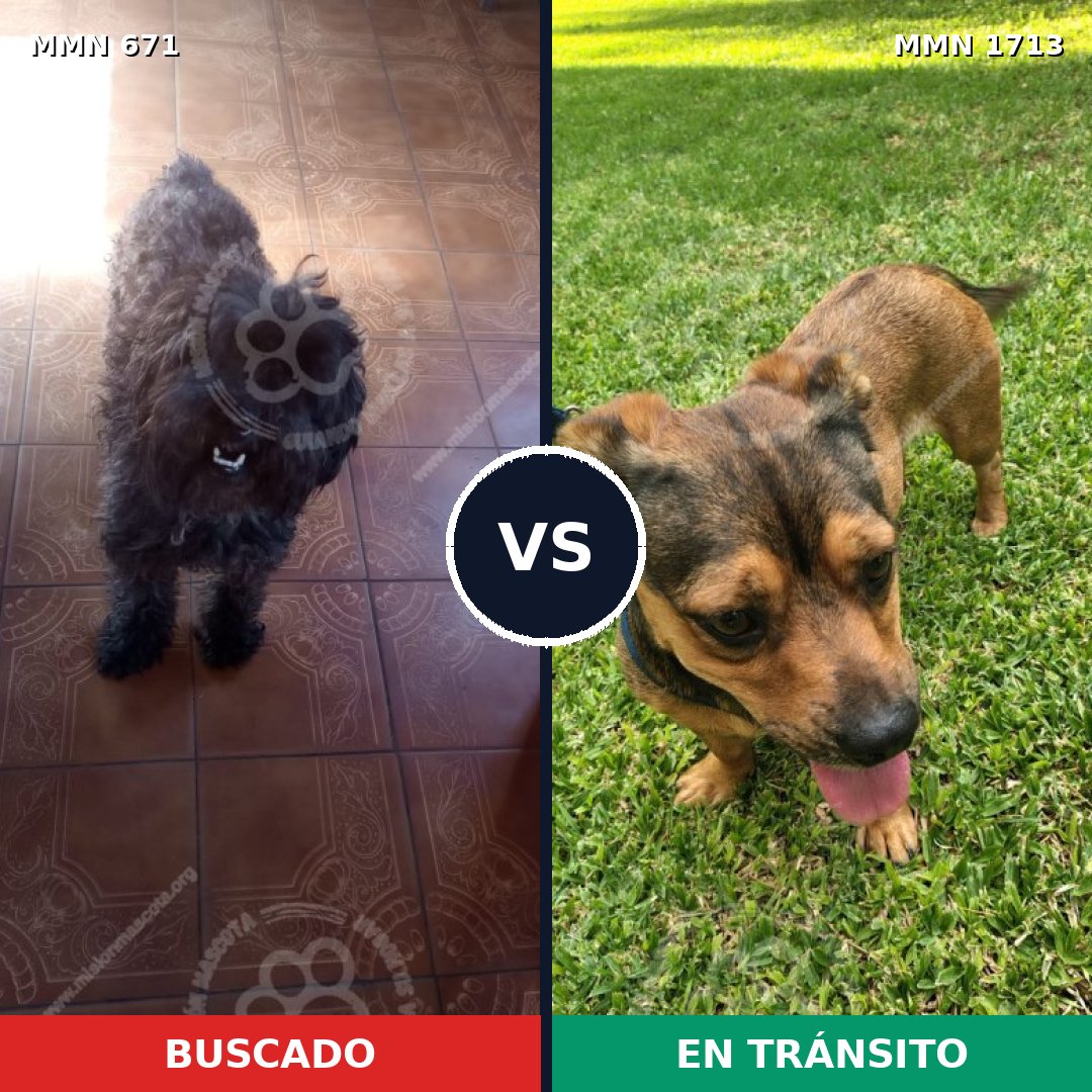Comparativa MMS 37769: mascota perdida y mascota encontrada, 51% de similitud