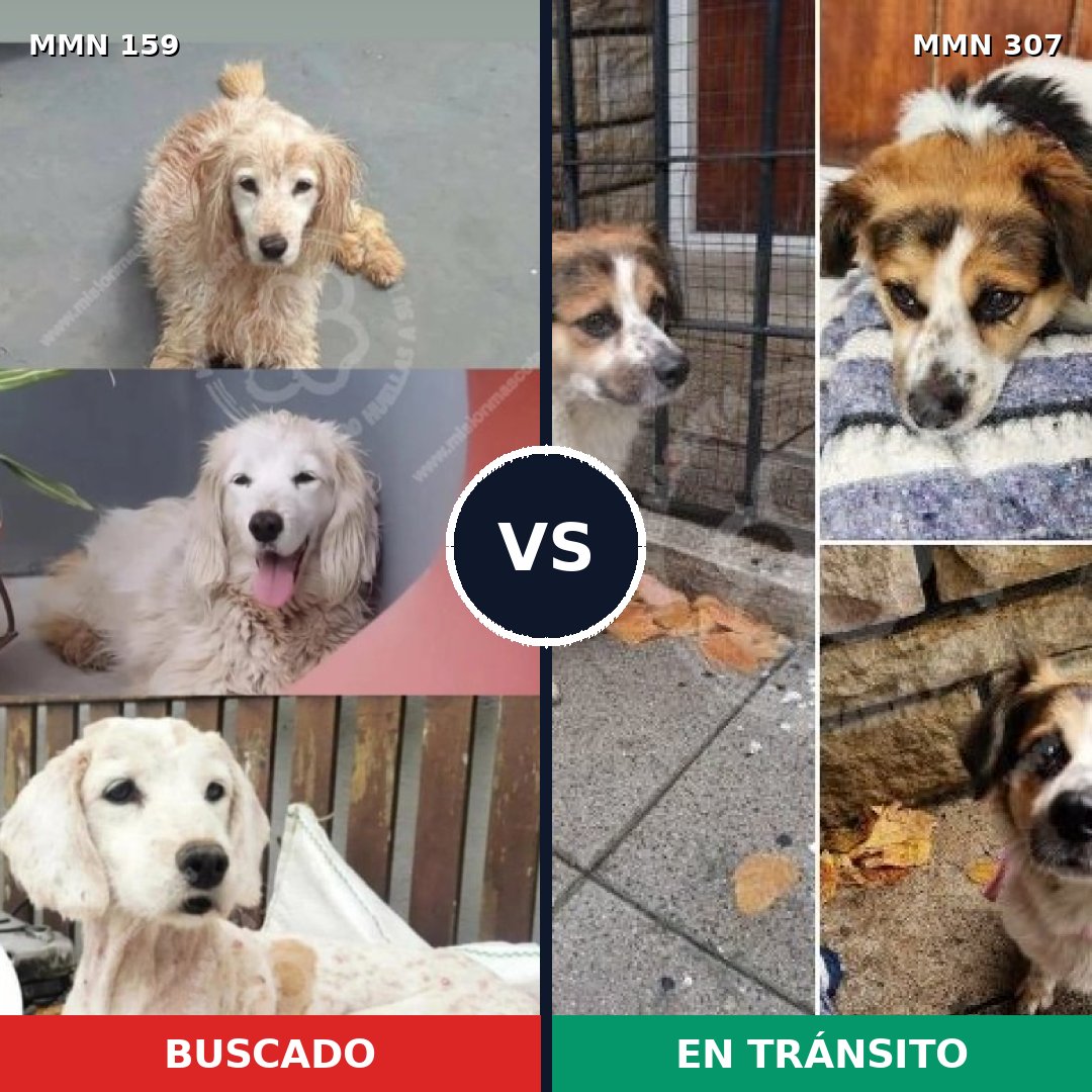 Comparativa MMS 3777: mascota perdida y mascota encontrada, 51% de similitud